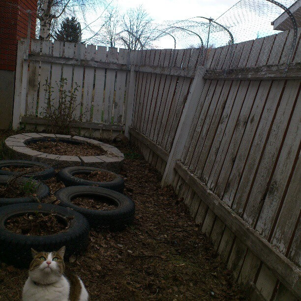 How To Keep Cats In Your Yard Confluence By Andrew Kurjata